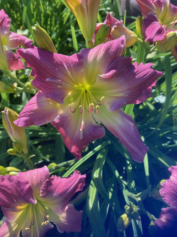 seedling az1